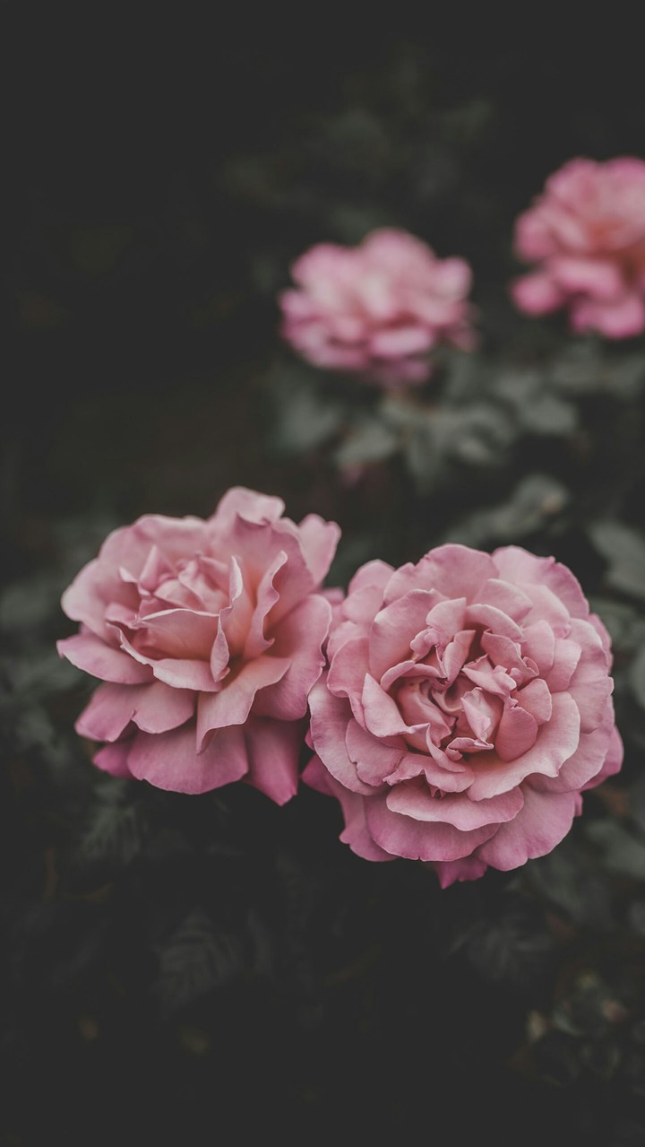 fantastic flowers