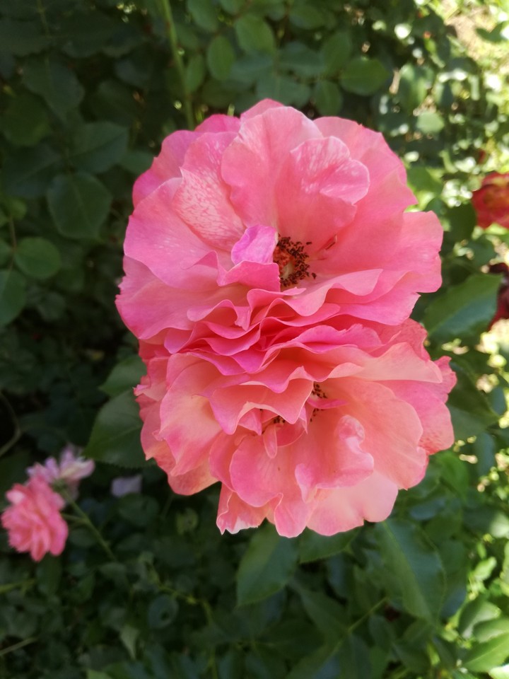 Doppelpink
