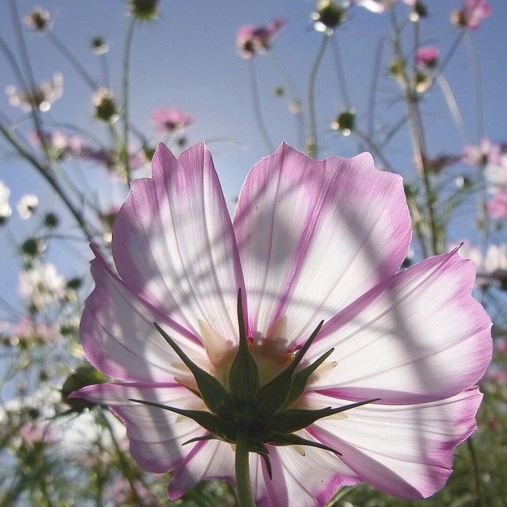 flor