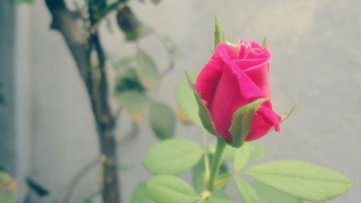 rose