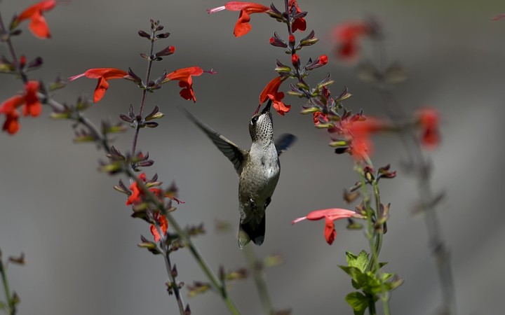 bird
