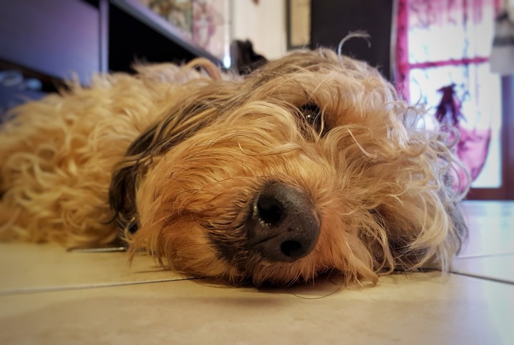 dog