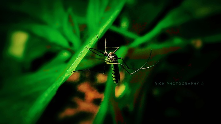 Mosquito