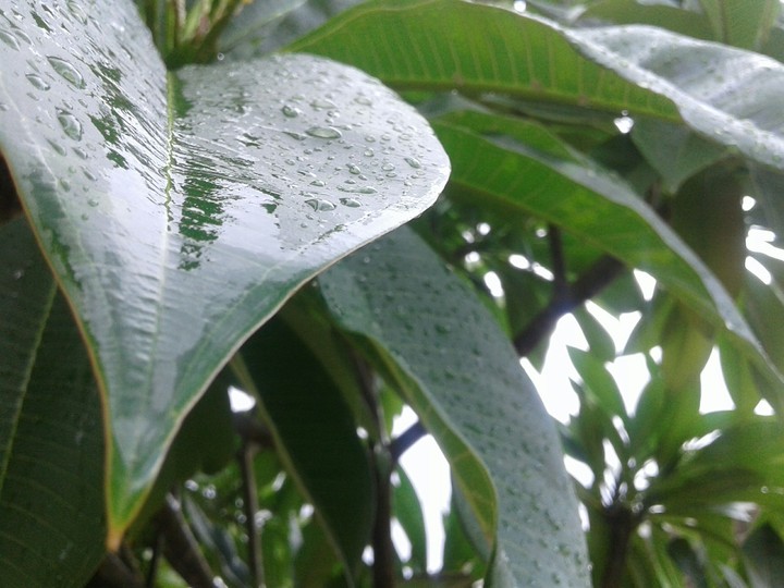 leaves