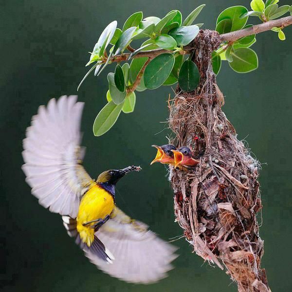bird