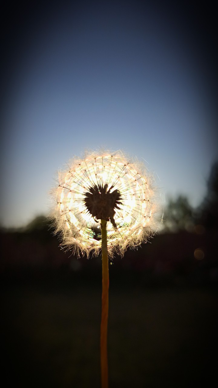 Dandelion