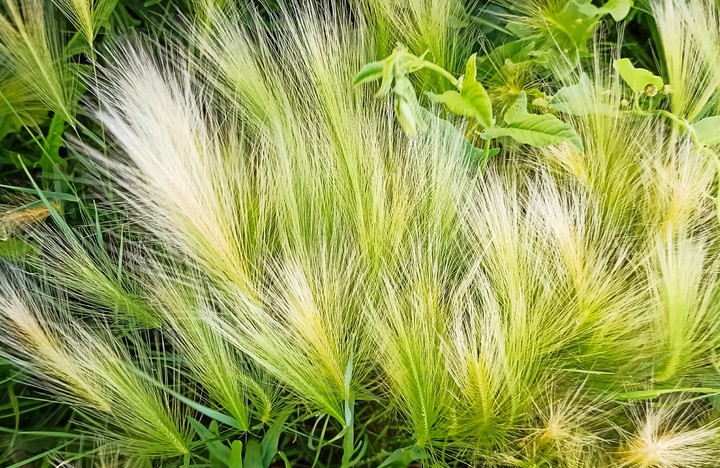 Feather grass