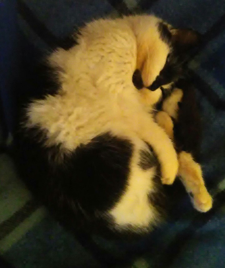 My cat