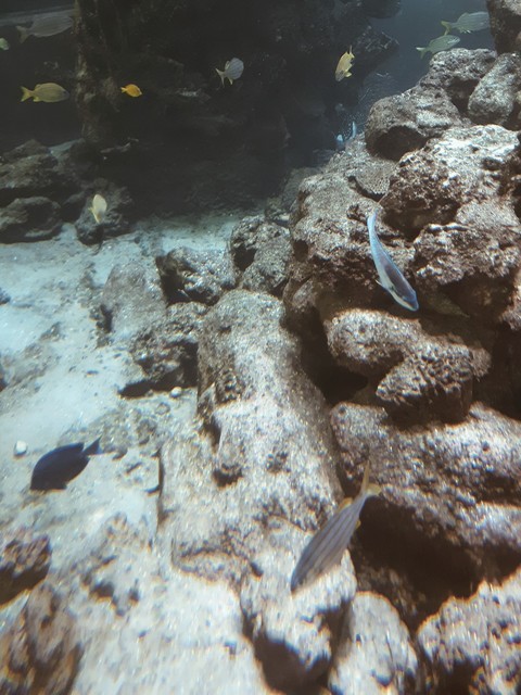 peces