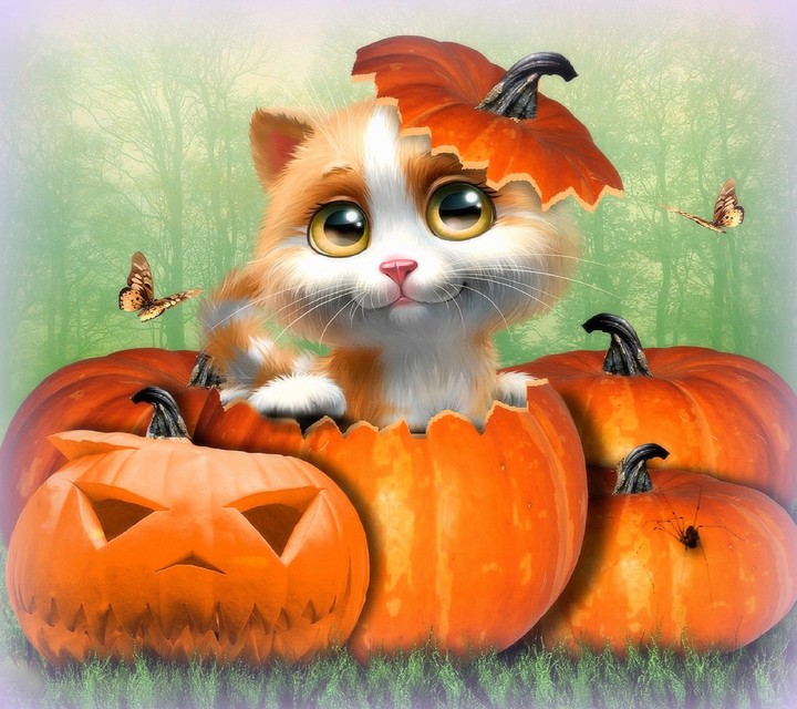 cat