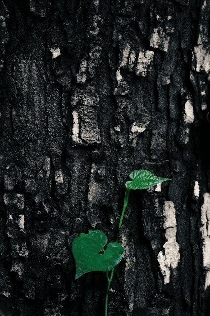 Nature