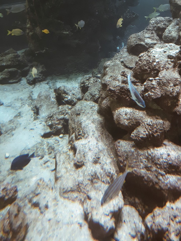 peces