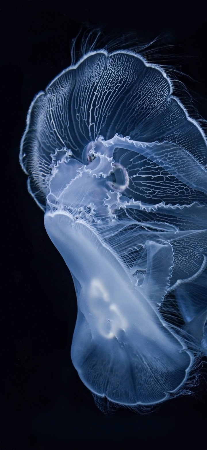 jellyfish