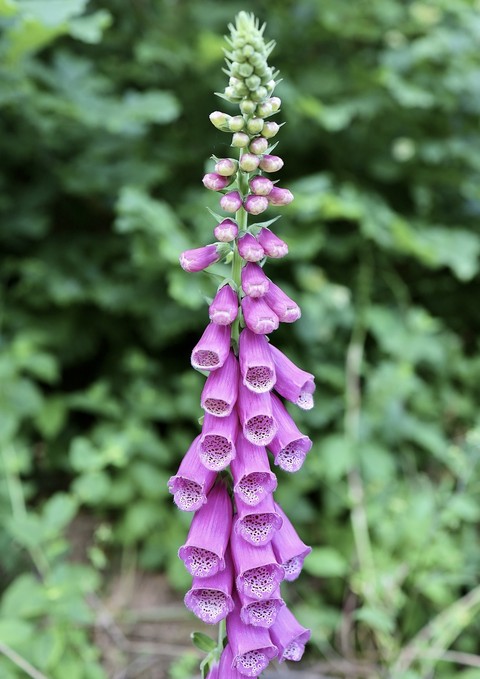 broomrape, magenta háttérképek