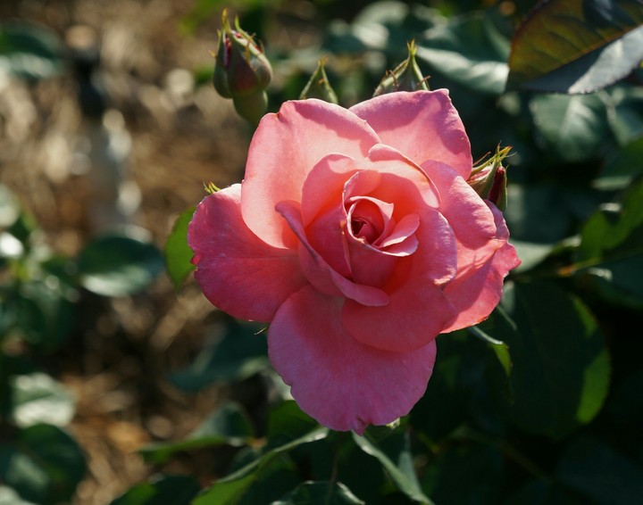 pink rose