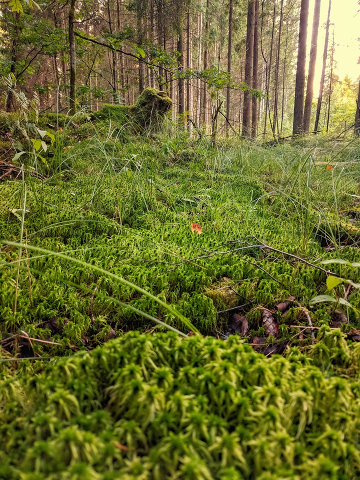 Wild Forest