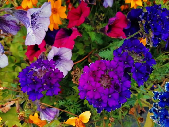 flowers