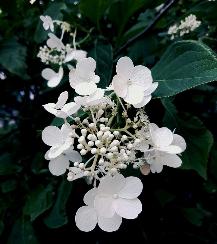 Paper Blossoms