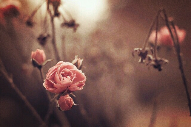 rosses