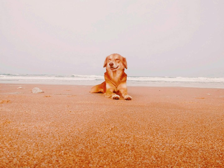 doggy