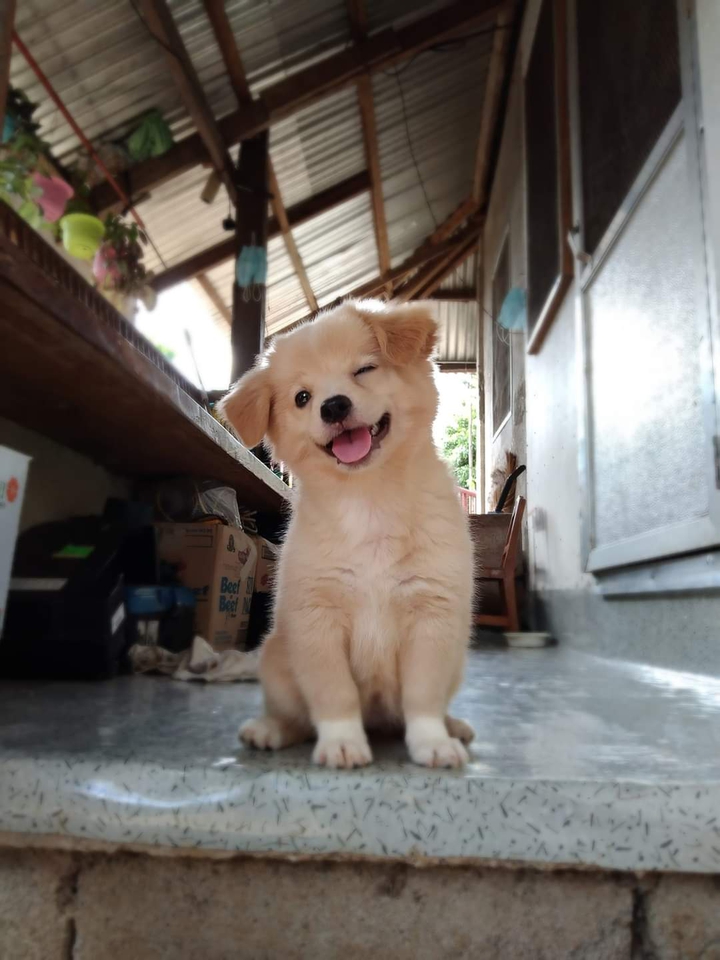 puppy