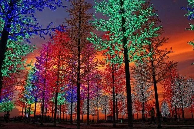 Christmas Trees