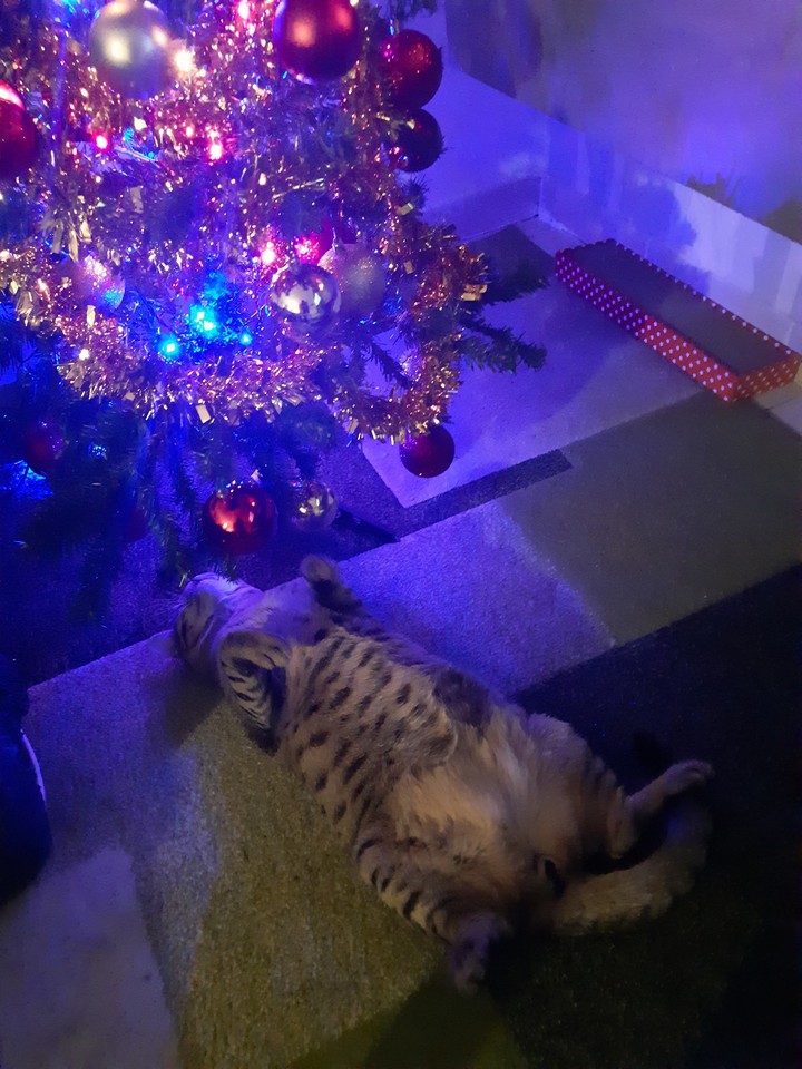 Sotto l'albero..