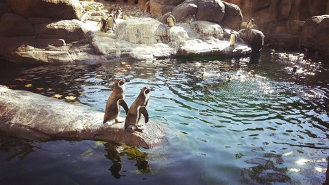 Penguins in the wild habitat