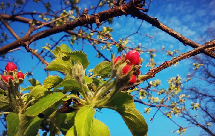 apple tree