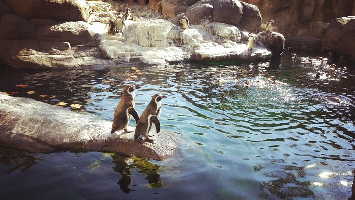 Penguins in the wild habitat