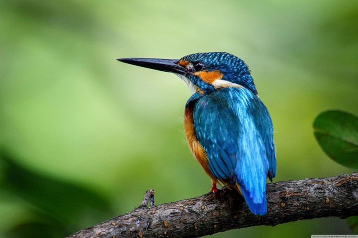 Kingfisher