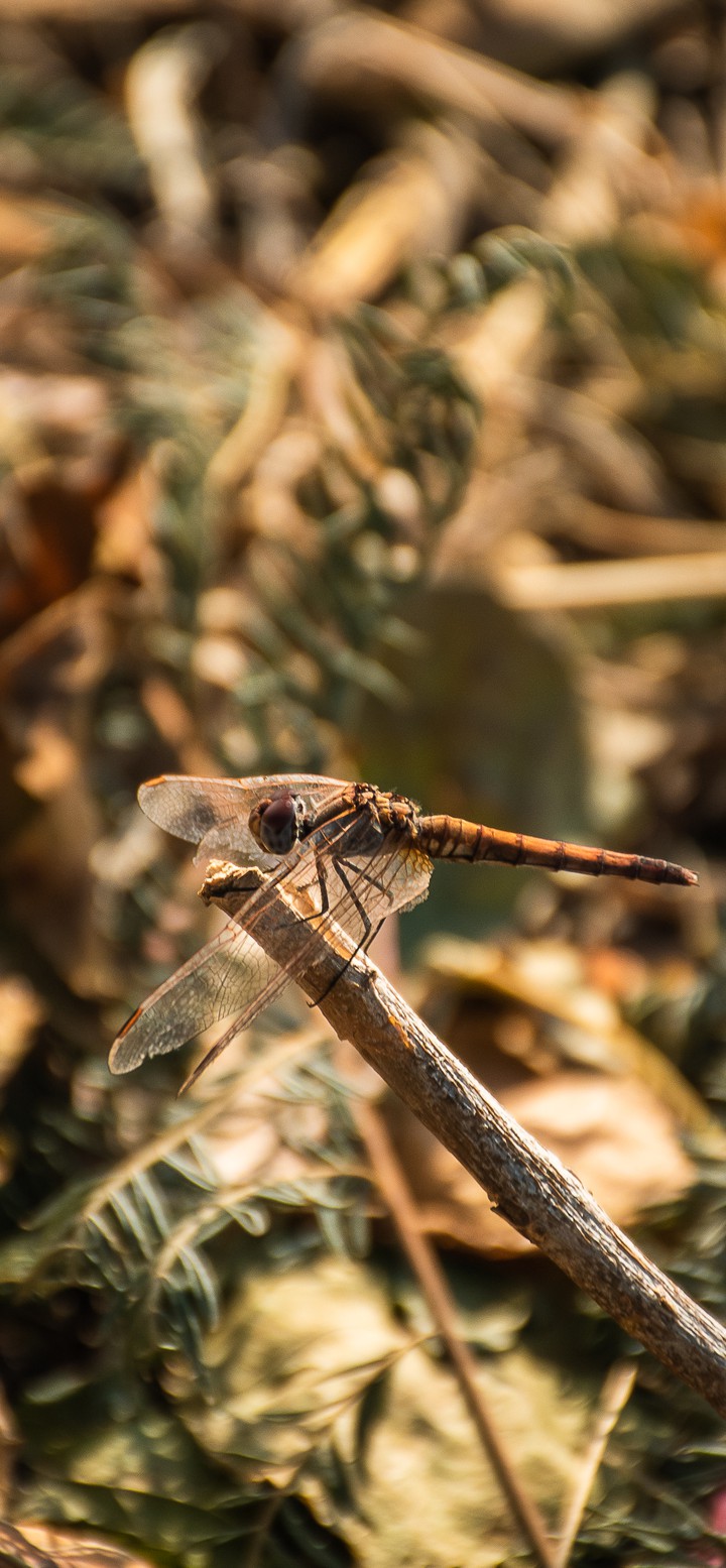 Dragonfly