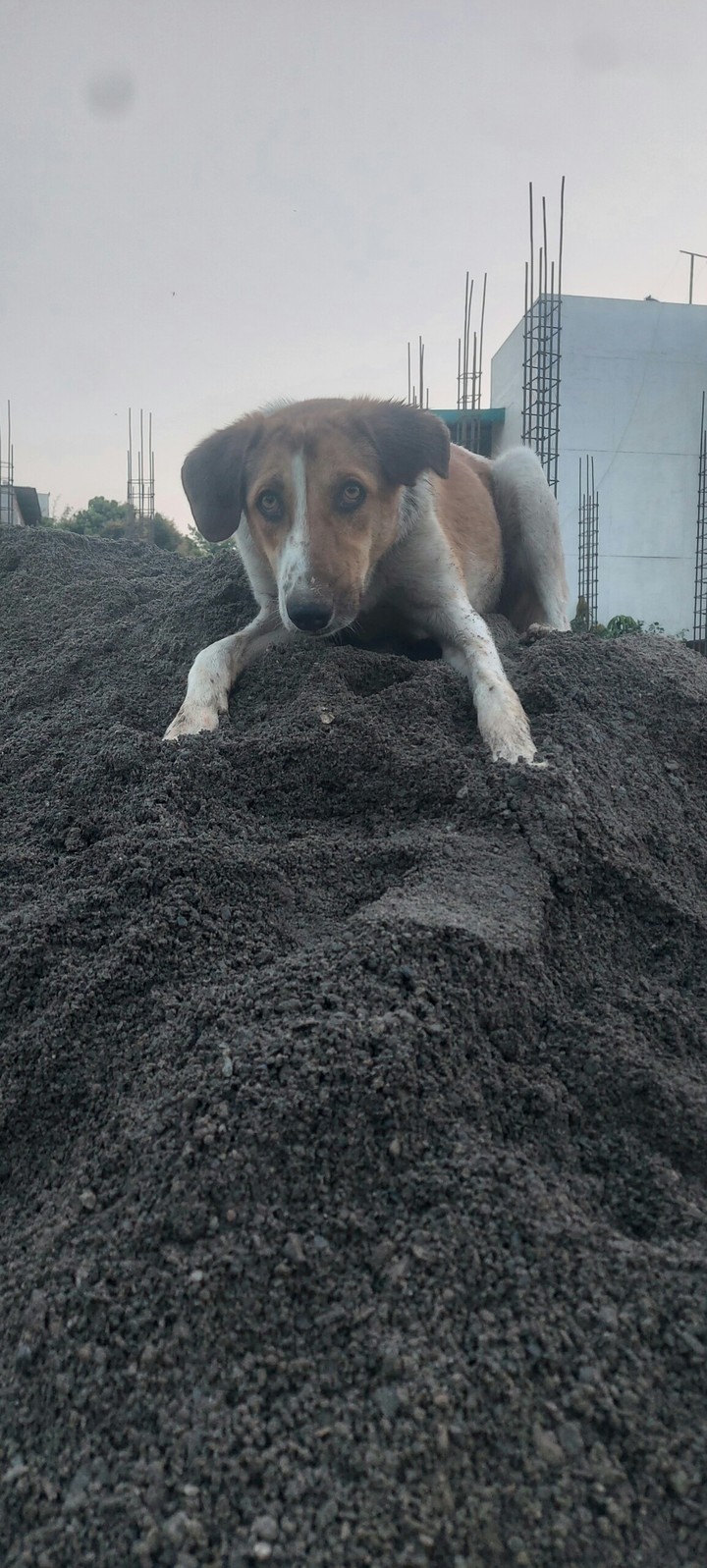 pet