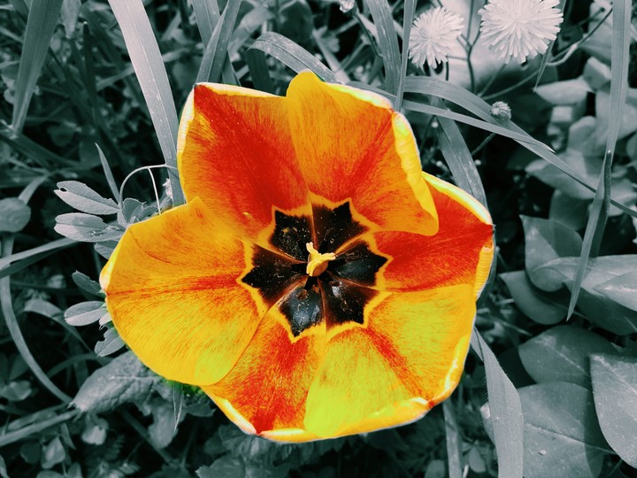 petal