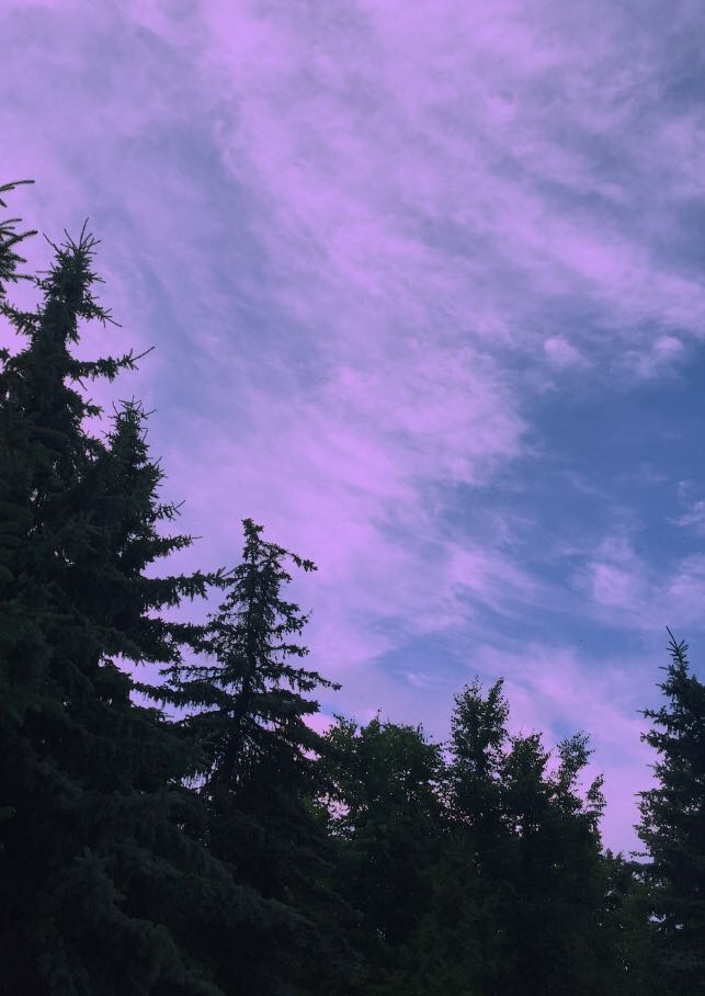 sky with trees