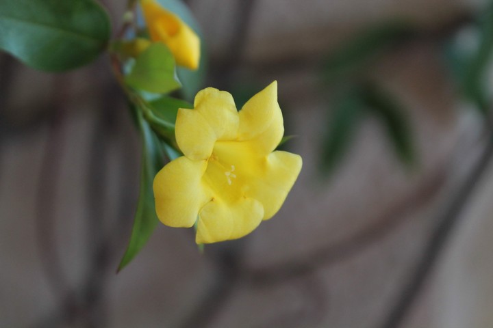 Yellow Jasmin