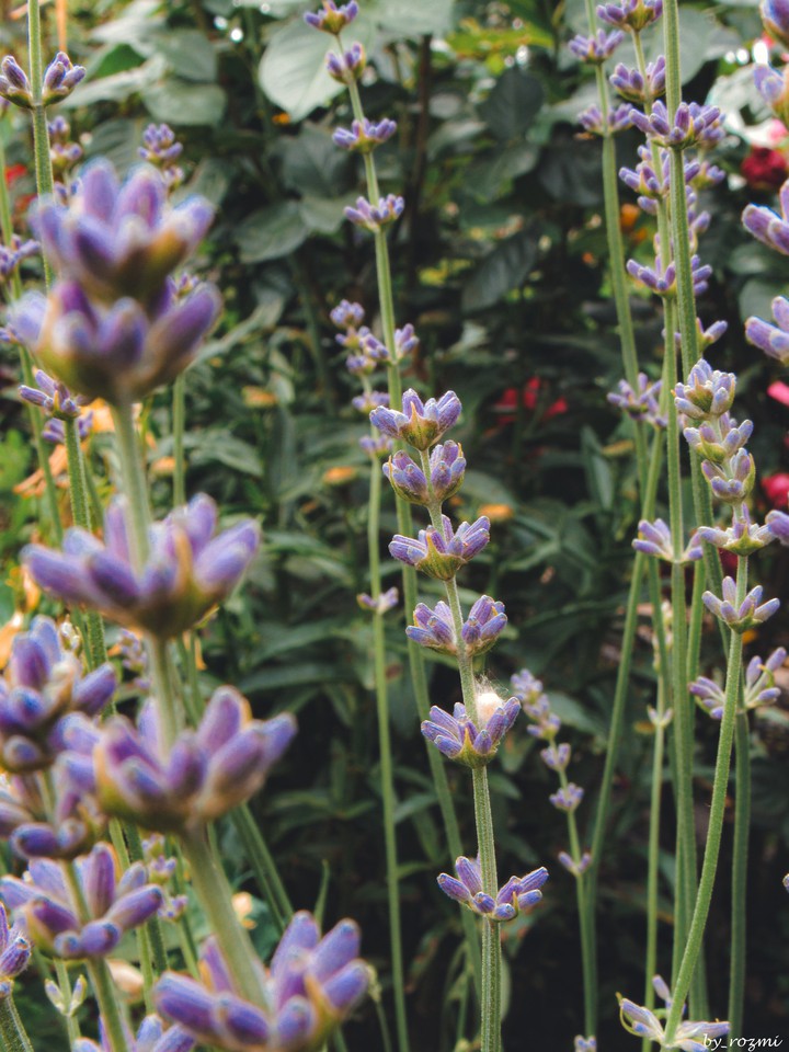 lavender
