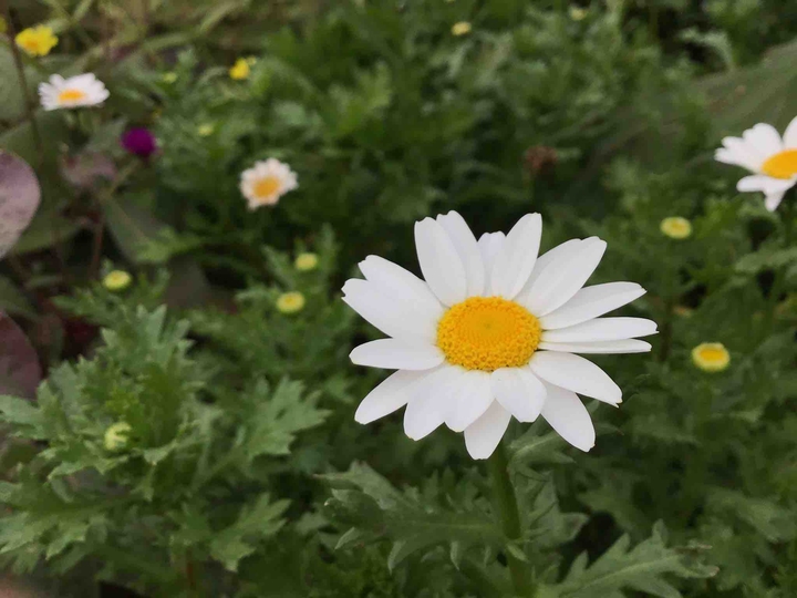 꽃