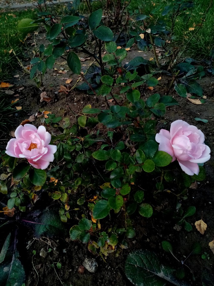 rose