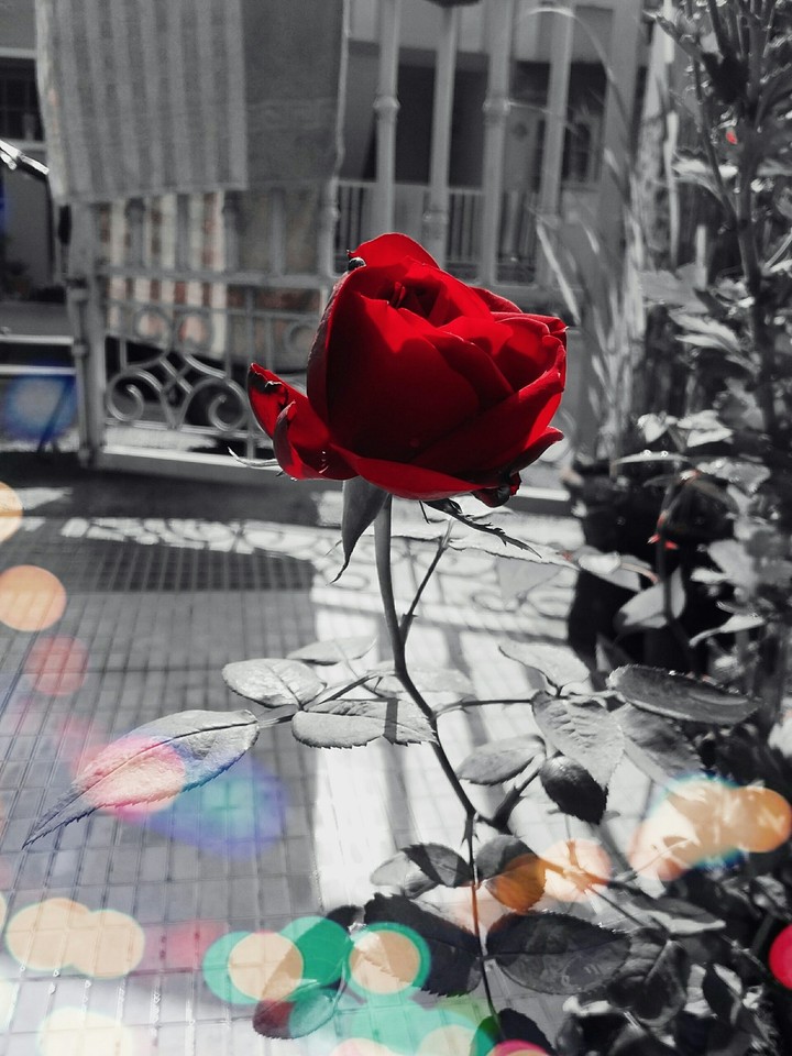 rose in black and white