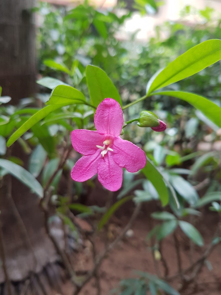 Pink Flower