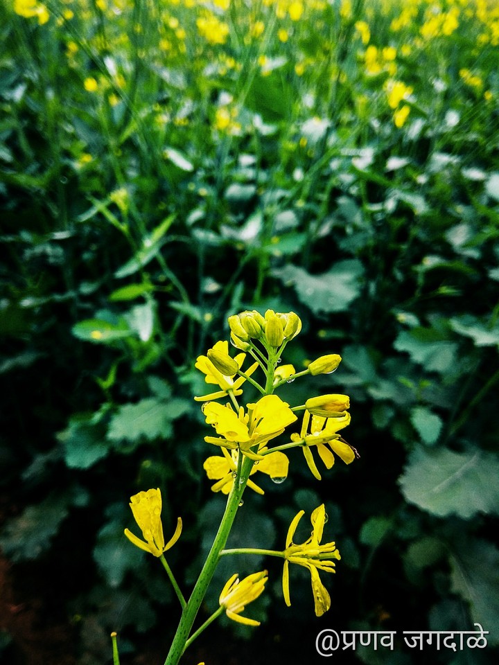 Flowers...