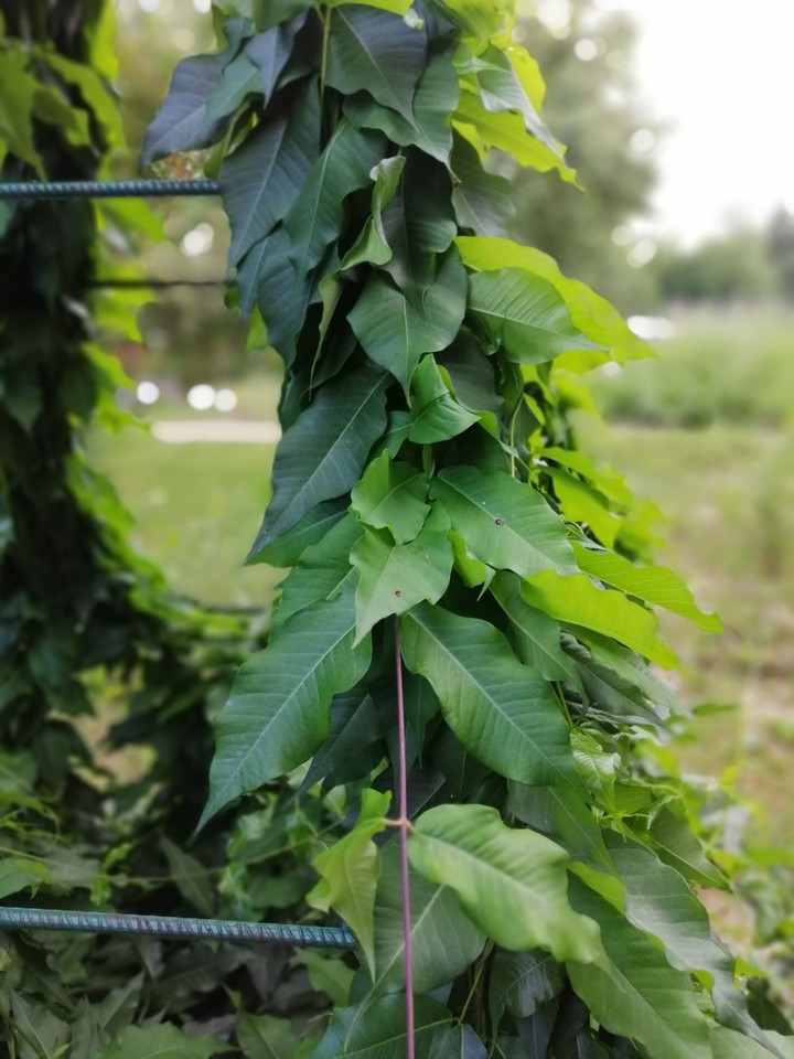 Green Plant