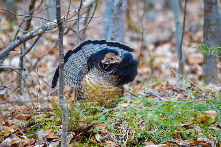 grouse