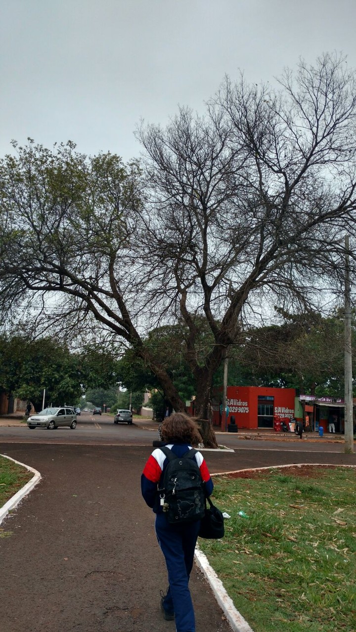 Winter tree