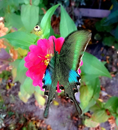 butterfly