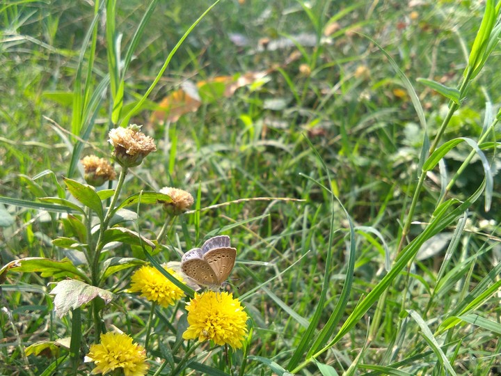 butterfly