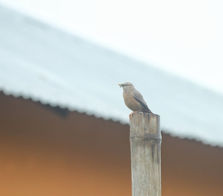bird