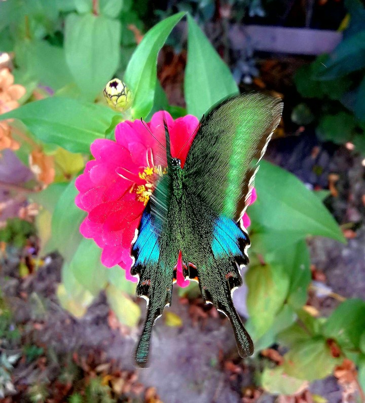 butterfly 