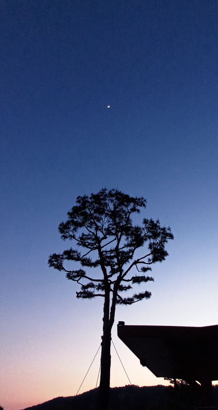 a lonely tree